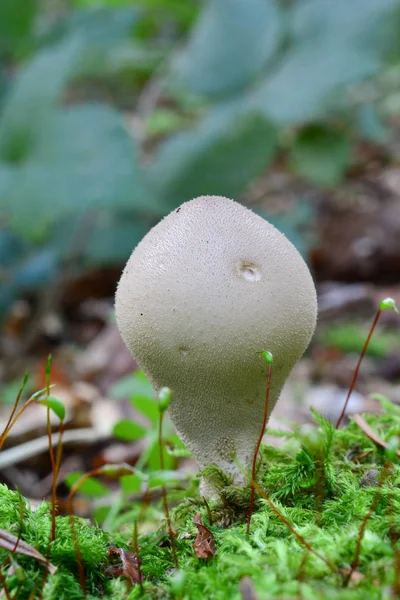 Один гриб Пуффул, вертикальна орієнтація — стокове фото