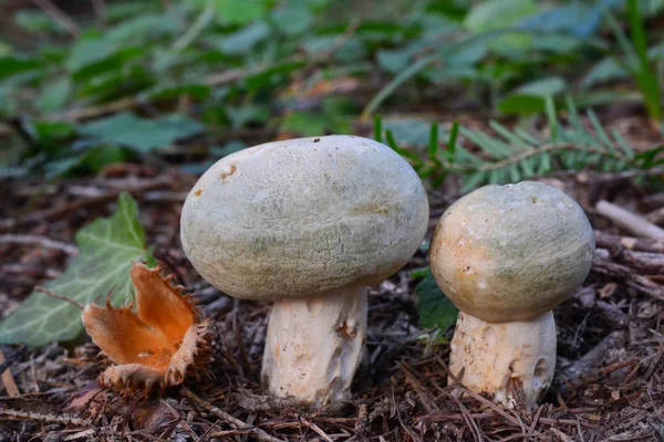 Paar grüngeknackte, brüchige Pilze — Stockfoto