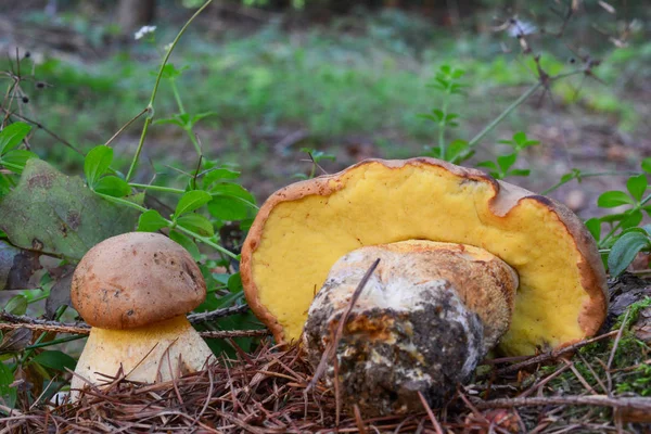 Pair of edible but rare Boletus — Stock Photo, Image