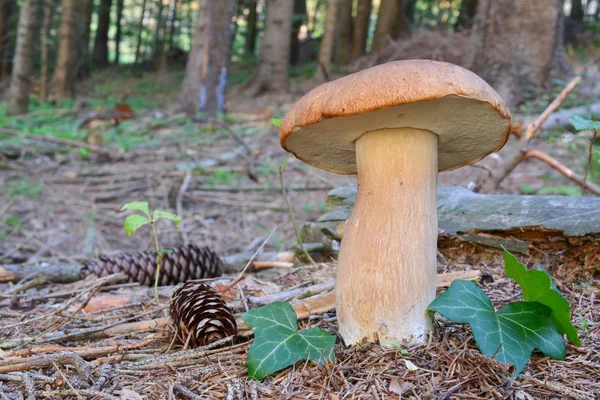 Boletus edulis en bosque de abetos, orientación horizontal — Foto de Stock