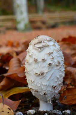 Shaggy inkcap mantar yakın kadar dikey yönlendirme