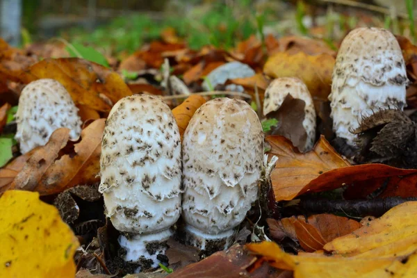 Group of Coprinus comatus in autumn leaves — Stock Photo, Image