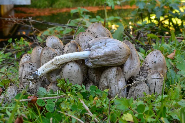 Czernidłak atramentarius lub wspólnej Inkcap — Zdjęcie stockowe