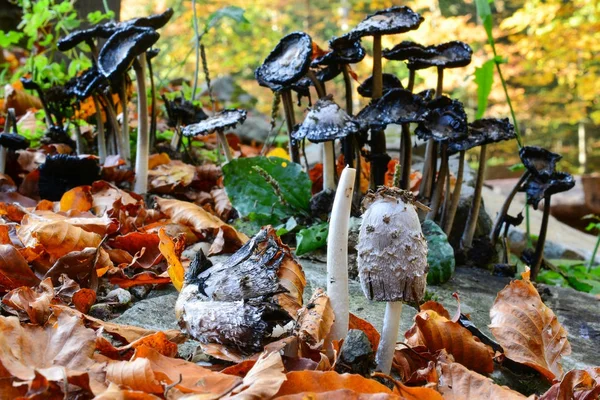 Old, dissolving Shaggy ink cap mushrooms — Stock Photo, Image