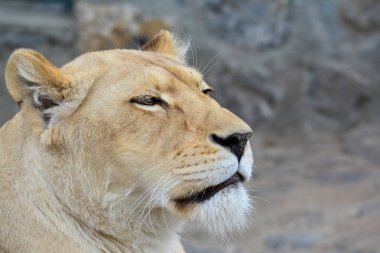 Dişi aslan uyandım