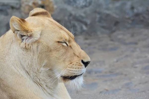 Sleepy lioness — Stock Photo, Image