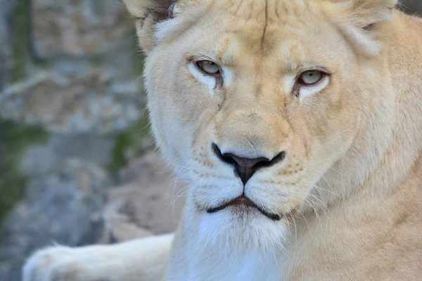 Den lejoninna stirrade på bytesdjur — Stockfoto
