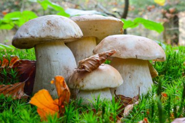 Boletus mantarı dört genç numune