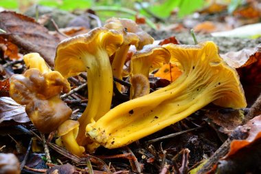 Doğal yaşam alanı içinde sarı ayak mshrooms