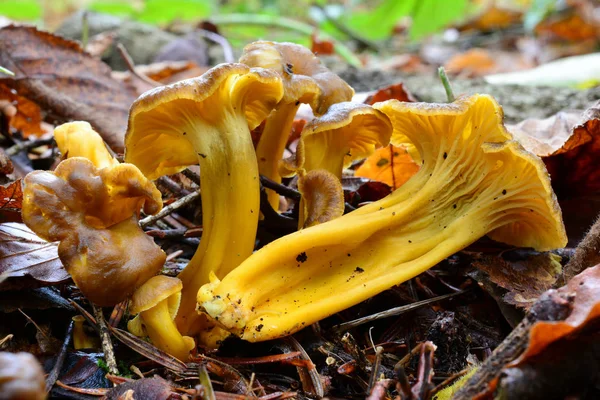 Gele voet mshrooms in natuurlijke habitats — Stockfoto