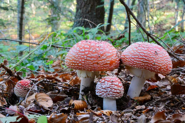 Skupina Muchomůrka houby v lese — Stock fotografie