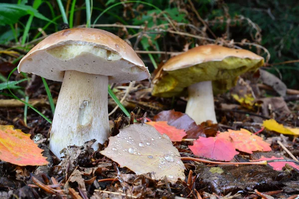 Dois cogumelos Penny Bun em habitat natural — Fotografia de Stock