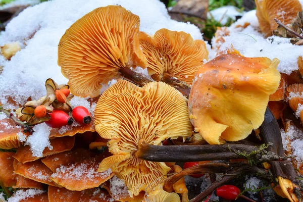 Flammulina velutipes champignons dans la neige — Photo