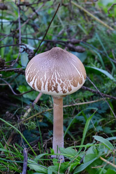 Jeune spécimen de champignon parasol élancé — Photo