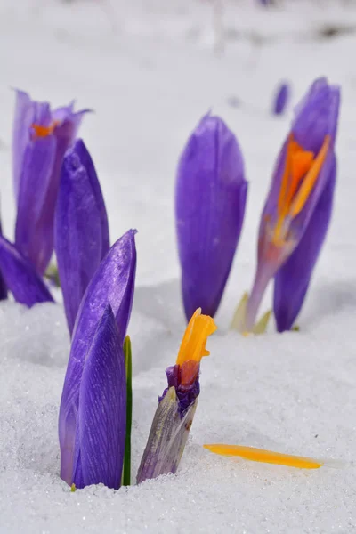 Burgeons de flor de croco na neve derretida — Fotografia de Stock