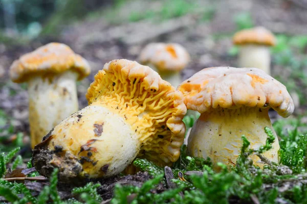 Gruppo di funghi finferli — Foto Stock