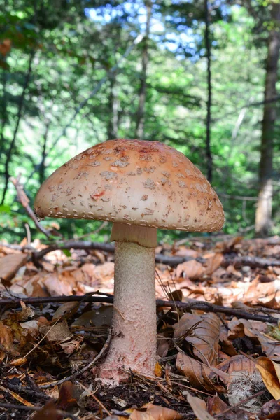 Un unico fungo Amanita rubescens — Foto Stock