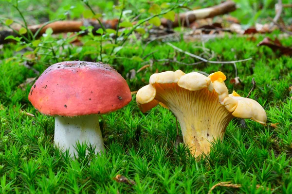 Ätliga och giftiga svamp dela livsmiljöen — Stockfoto