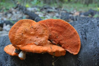 Pycnoporus cinnabarinus, olarak da bilinen zinober ölümü