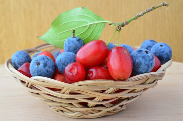 Misto de Cornus mas e Blackthorn frutas — Fotografia de Stock