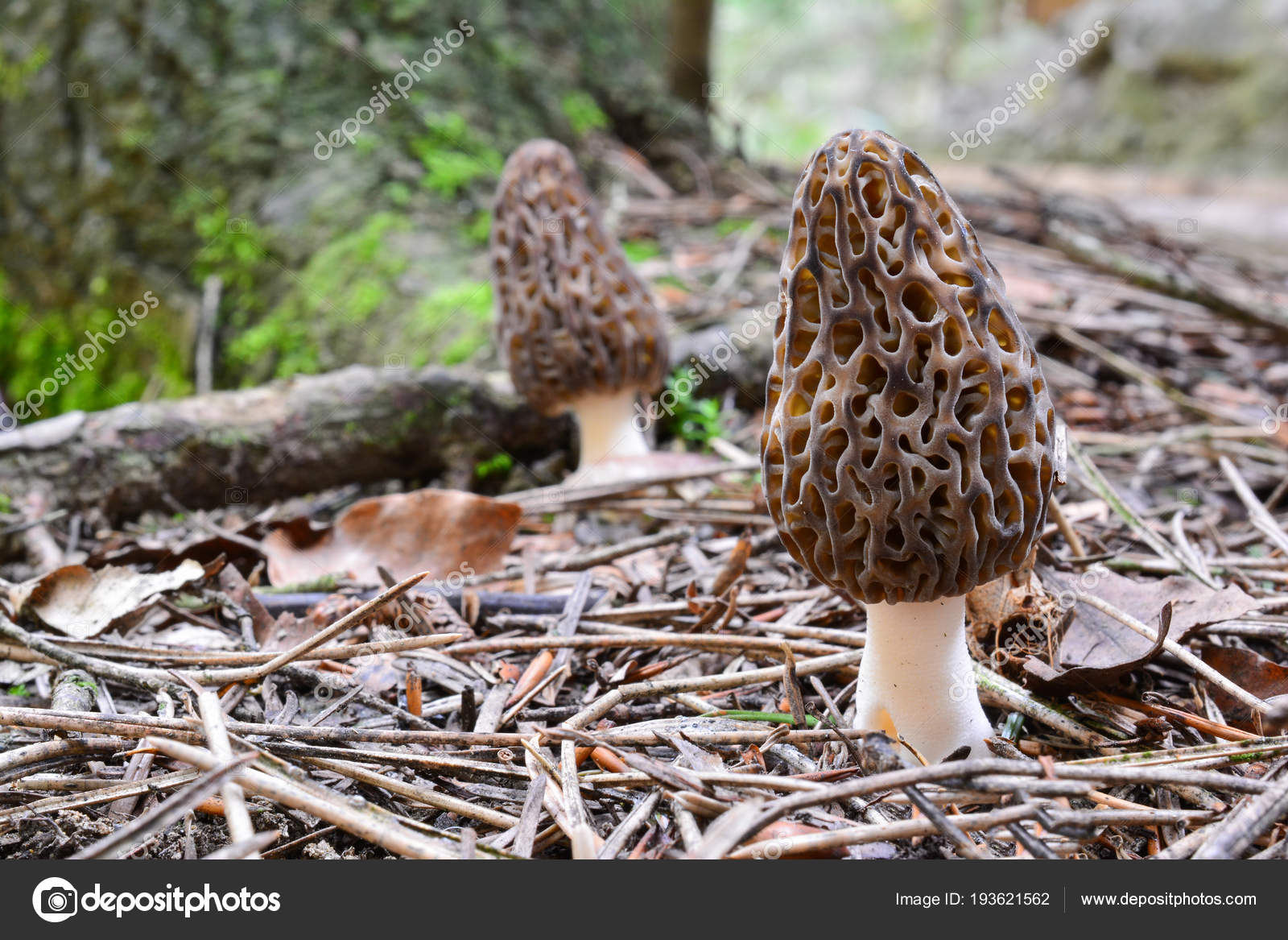 Two Black Morels in natural habitat — Stock Photo © fotocodp 193621562