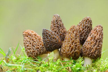 Big group of Black morel mushrooms clipart