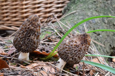 Alacak önce iki siyah Morel mantar