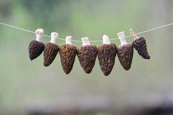 Morcheln trocknen - sechs schwarze Morcheln an einer Schnur — Stockfoto