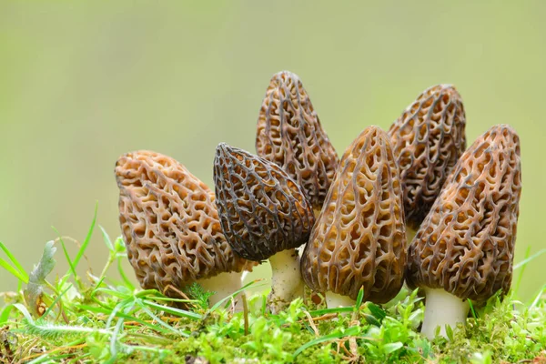 Große Gruppe schwarzer Morcheln — Stockfoto