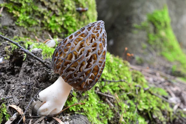 Ein einziges schönes Exemplar des schwarzen Morchelpilzes — Stockfoto