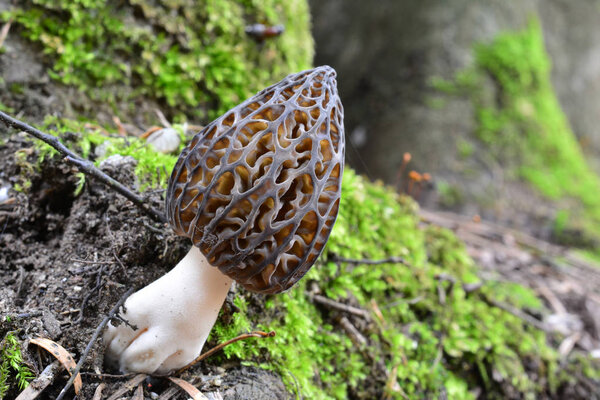 One single nice specimen of Black Morel mushroom