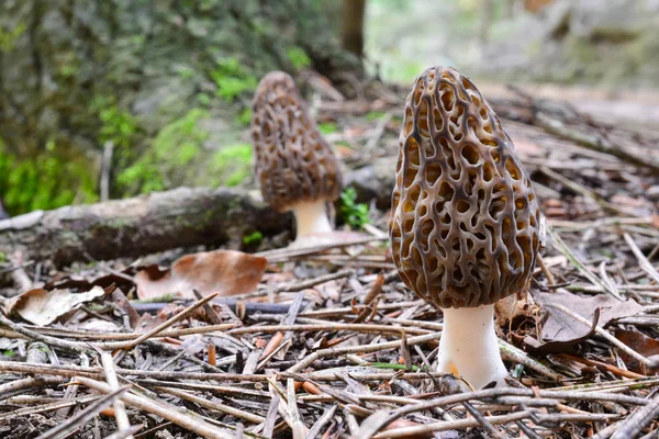 Δύο μαύρο Morels στο φυσικό περιβάλλον — Φωτογραφία Αρχείου