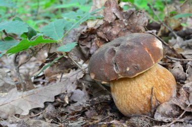 Boletus aereus ya da doğal ortamda Dark Sefer mantarı.