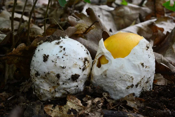 Para młodych grzybów Amanita caesarea — Zdjęcie stockowe