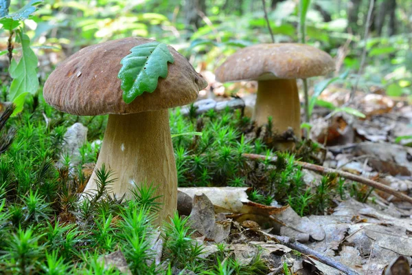 Twee Penny Bun paddenstoelen in groen mos — Stockfoto