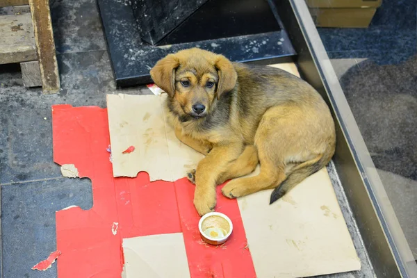 Молодой бродячий пёс на картонной кровати — стоковое фото
