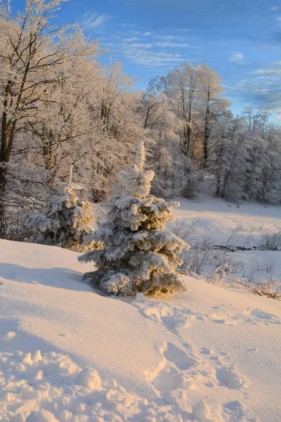 Fjällskog på vintern under gyllene timme, vertikal orie — Stockfoto