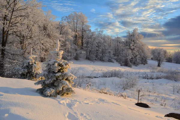 Mountain forest in winter time during golden hour — Stock Photo, Image