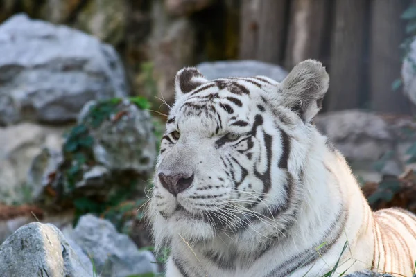 Retrato de tigre blanco, semi perfil, fondo de madera y piedra —  Fotos de Stock