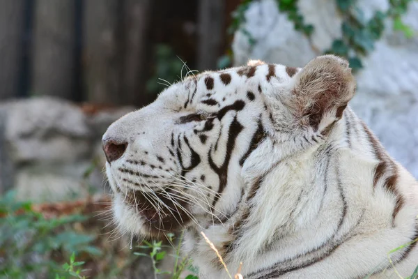 Bílý tygří portrét, profil, rozmazané pozadí — Stock fotografie