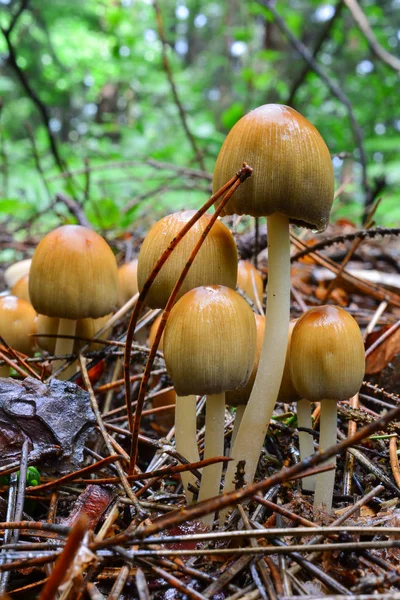 Klynge af Glistening Inkcap svampe - Stock-foto