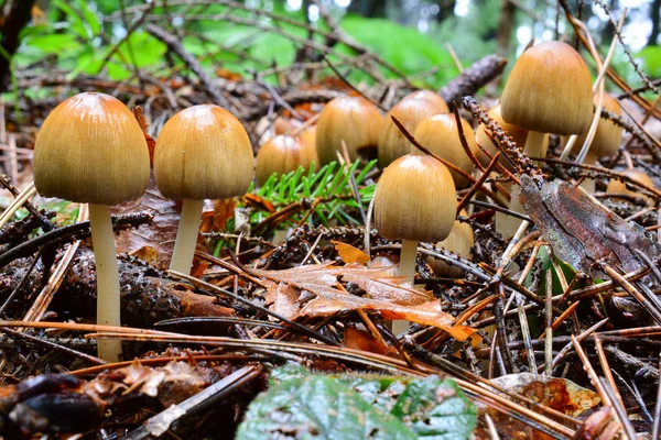 Большая группа блестящих чернильных грибов — стоковое фото