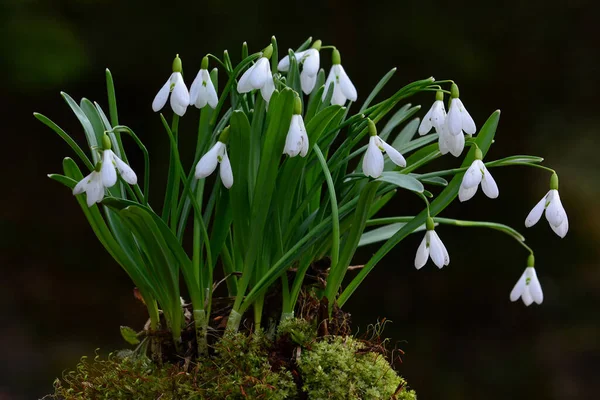 Kora Tavaszi Hóvirág Klaszter Mohában Sötét Háttérrel Közelkép — Stock Fotó
