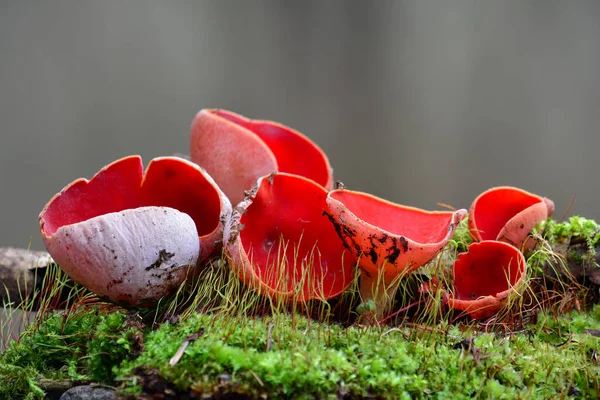Sarcoscypha coccinea 'nın birkaç güzel örneği, yaygın olarak kırmızı elf kabı olarak bilinir, kırmızı elf şapkası, veya kırmızı kap, erken bahar mantarı, yenilebilir ve tedavi edici, doğal habitatta, yeşil yosunların arasında, gri bokeh' e karşı