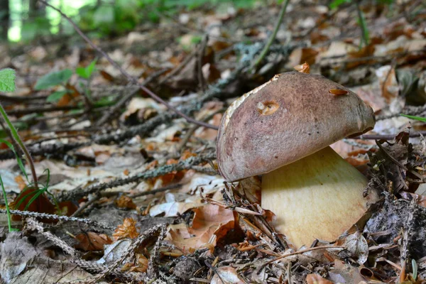 Молодой Экземпляр Boletus Pinophilus Pine Bolete Pinewood King Bolete Симбиотического — стоковое фото