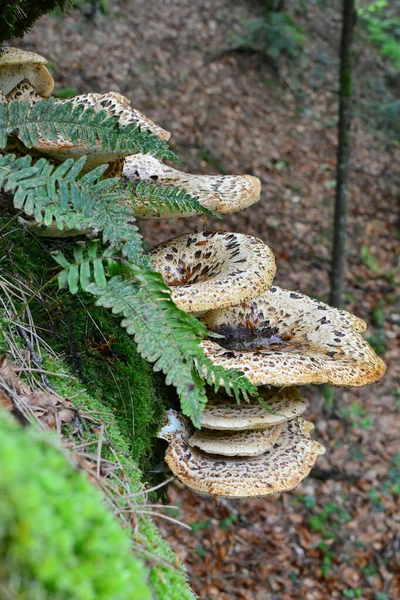 Polyporus Squamosus Pheasant Back Mushroom Dryad Saddle Mushroom Varens Mos — Stockfoto