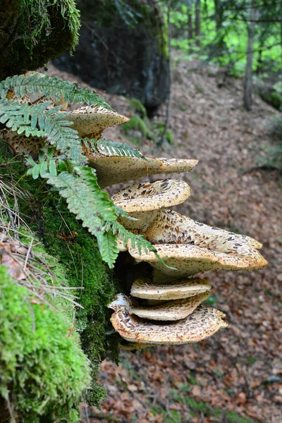 多菌类鳞翅目 基部线虫括号内的真菌 其俗称包括Dryad Saddle Le和Pheasant Back Mushroom生长在老山毛榉树上 — 图库照片