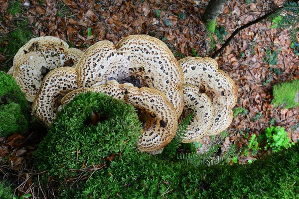 ポリポーラスのキノコやキノコ あるいは古いブナの木にあるドライの鞍キノコと緑の苔 上からの眺め — ストック写真