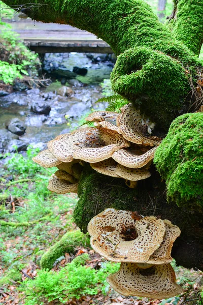 Polyporus Squamosus Pheasant Back Mushroom Dryad Saddle Mushroom Зеленый Мох — стоковое фото