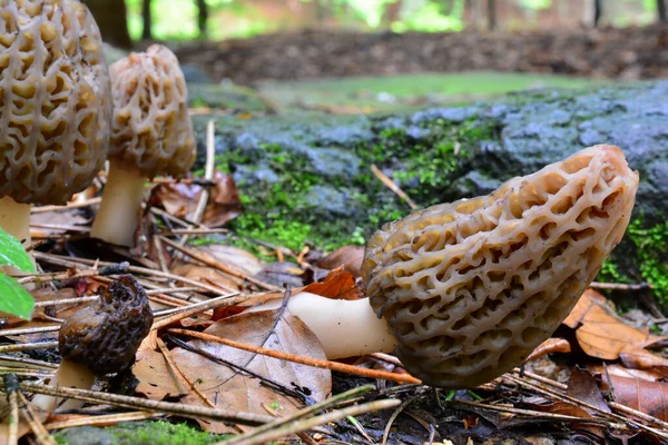 Small Group Early Spring Morcella Conica Black Morel Mushrooms Natural — Stock Photo, Image